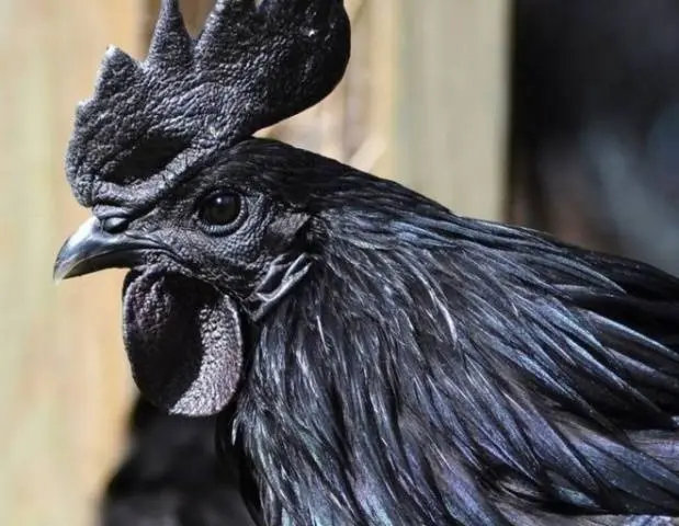 Breed of black chickens Ayam Tsemani