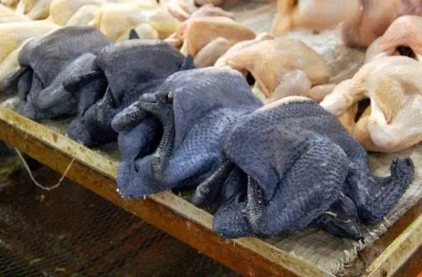 Breed of black chickens Ayam Tsemani