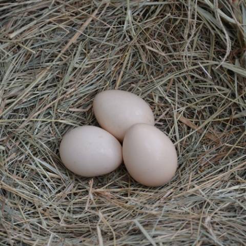 Breed of black chickens Ayam Tsemani