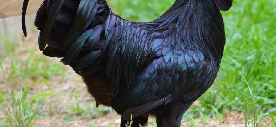 Breed of black chickens Ayam Tsemani