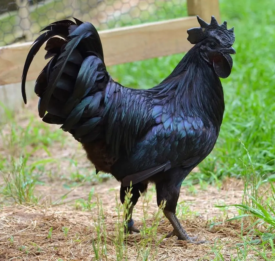 Breed of black chickens Ayam Tsemani