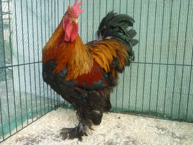 Breed of chickens Cochinhin: keeping and breeding 