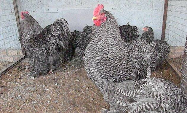 Breed of chickens Cochinhin: keeping and breeding 