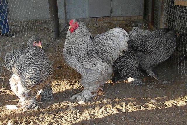 Breed of chickens Cochinhin: keeping and breeding 