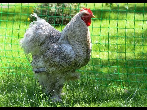 Breed of chickens Cochinhin: keeping and breeding 