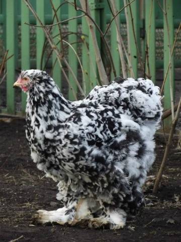 Breed of chickens Cochinhin: keeping and breeding 