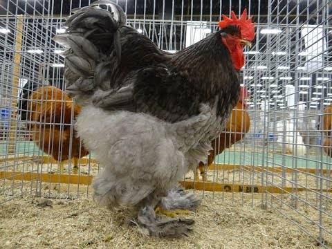 Breed of chickens Cochinhin: keeping and breeding 