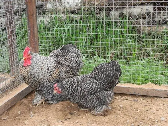 Breed of chickens Cochinhin: keeping and breeding 