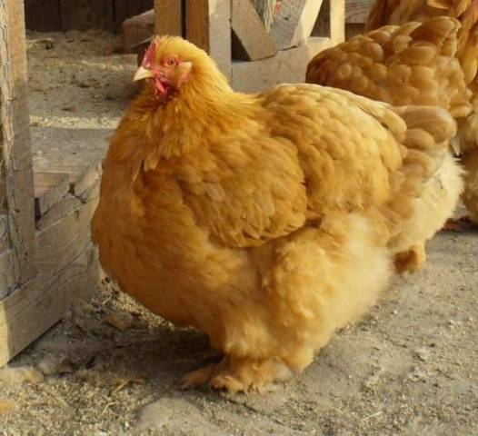 Breed of chickens Cochinhin: keeping and breeding 