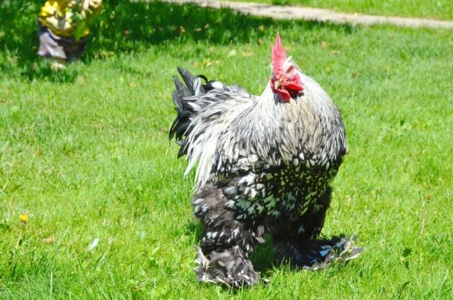 Breed of chickens Cochinhin: keeping and breeding 