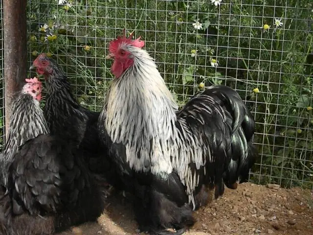 Breed of chickens Cochinhin: keeping and breeding 