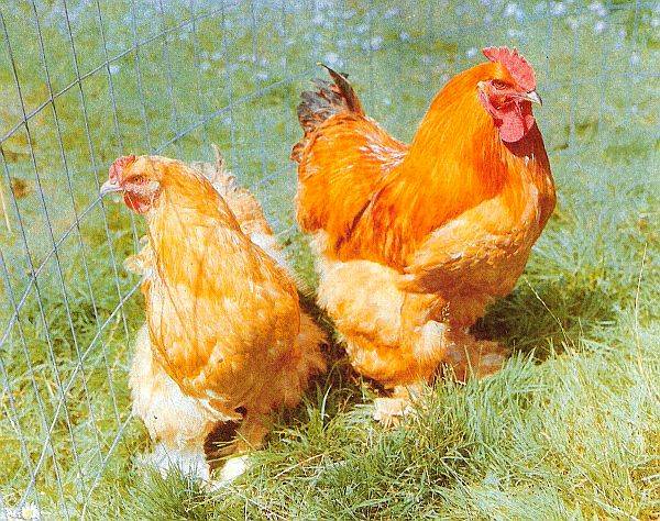 Breed of chickens Cochinhin: keeping and breeding 