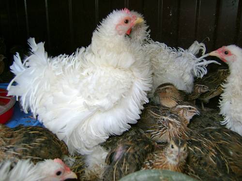 Breed of chickens Cochinhin: keeping and breeding 