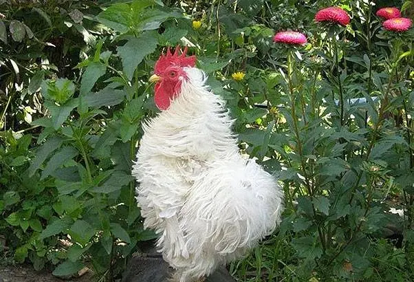 Breed of chickens Cochinhin: keeping and breeding 