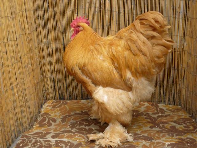 Breed of chickens Cochinhin: keeping and breeding 