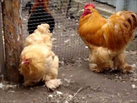 Breed of chickens Cochinhin: keeping and breeding 