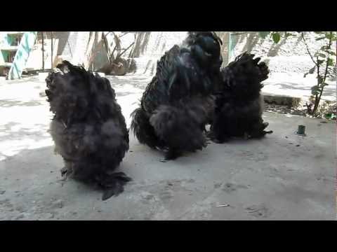 Breed of chickens Cochinhin: keeping and breeding 