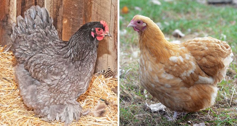 Breed of chickens Cochinhin: keeping and breeding 