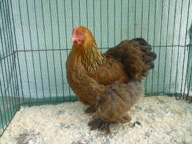 Breed of chickens Cochinhin: keeping and breeding 