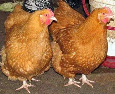 Breed of chickens Foxy chik: description + photo 