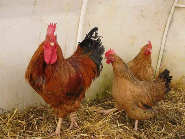 Breed of chickens Kuchinsky jubilee: characteristics, reviews