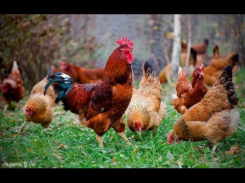 Breed of chickens Kuchinsky jubilee: characteristics, reviews