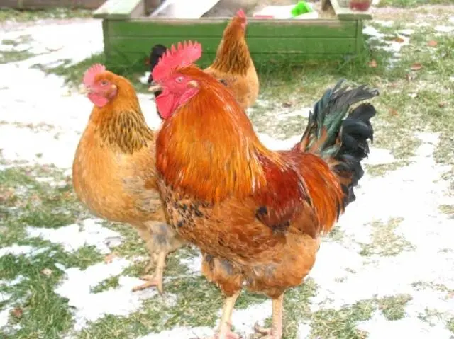 Breed of chickens Kuchinsky jubilee: characteristics, reviews