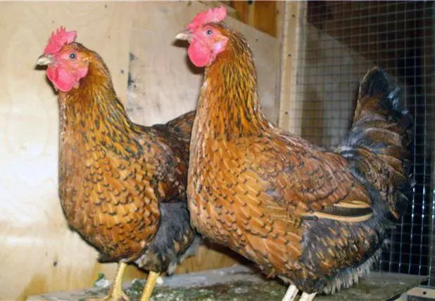 Breed of chickens Kuchinsky jubilee: characteristics, reviews