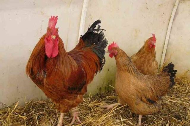 Breed of chickens Kuchinsky jubilee: characteristics, reviews