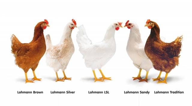 Breed of chickens Loman Brown: description, content