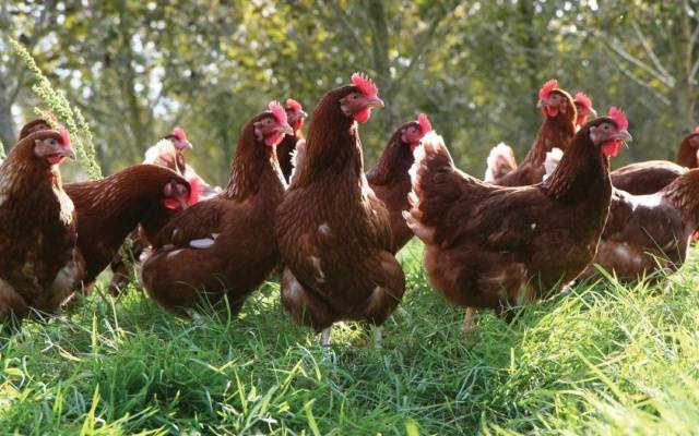 Breed of chickens Loman Brown: description, content