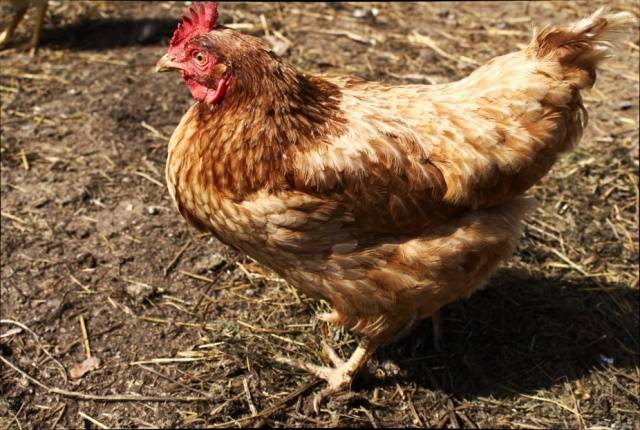 Breed of chickens Loman Brown: description, content