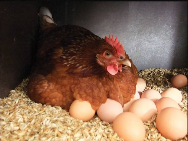 Breed of chickens Loman Brown: description, content