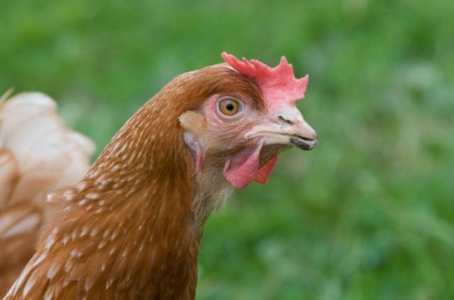 Breed of chickens Loman Brown: description, content