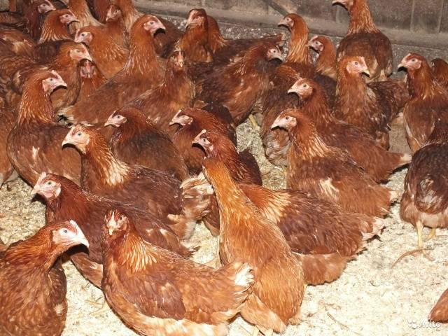 Breed of chickens Loman Brown: description, content