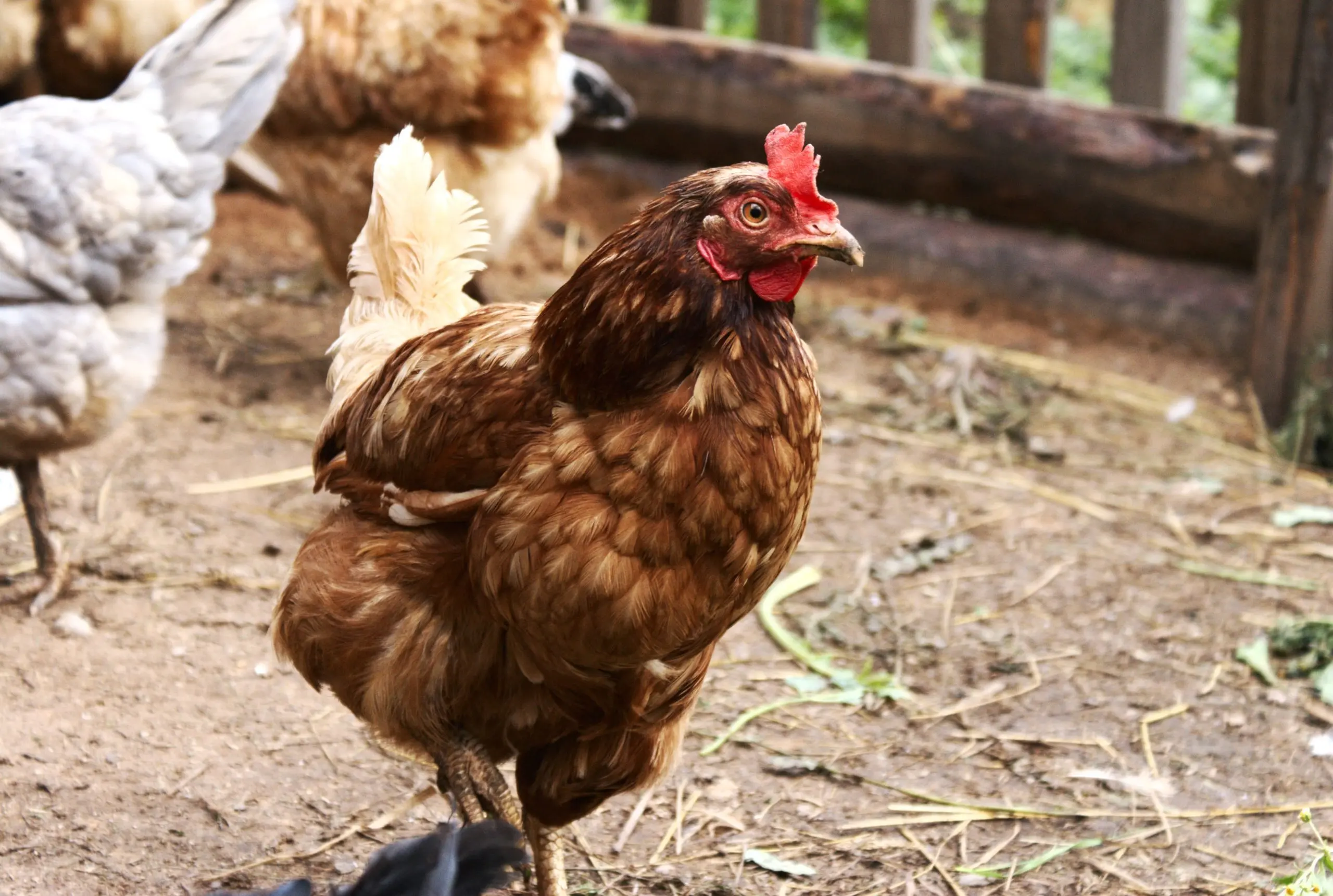 Breed of chickens Loman Brown: description, content