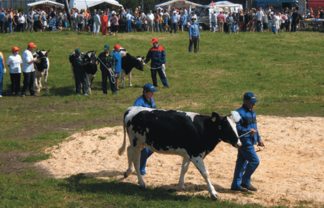 Breed of cows Kholmogory: features of keeping and breeding