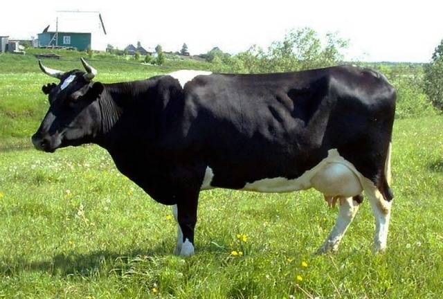 Breed of cows Kholmogory: features of keeping and breeding