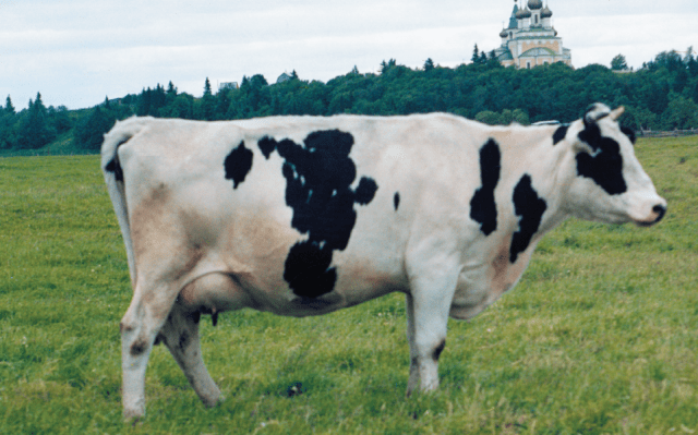 Breed of cows Kholmogory: features of keeping and breeding