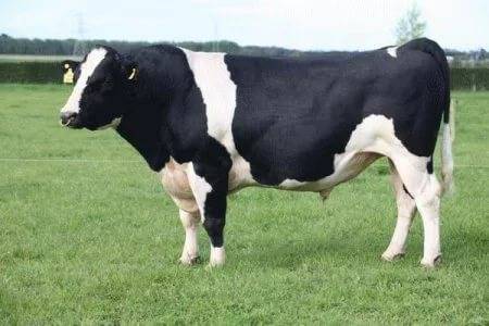 Breed of cows Kholmogory: features of keeping and breeding