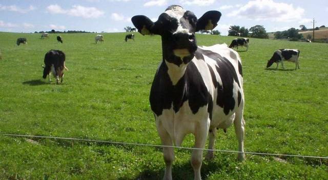 Breed of cows Kholmogory: features of keeping and breeding