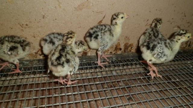 Breeding and growing turkeys at home for beginners 