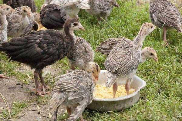 Breeding and growing turkeys at home for beginners 