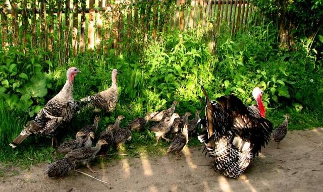 Breeding and growing turkeys at home for beginners 