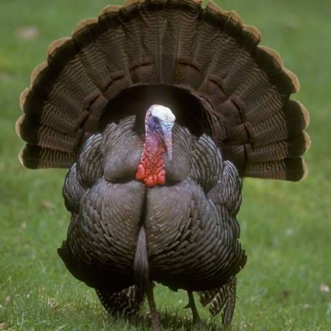 Breeding and growing turkeys at home for beginners 