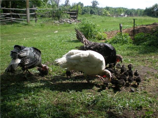 Breeding and growing turkeys at home for beginners 