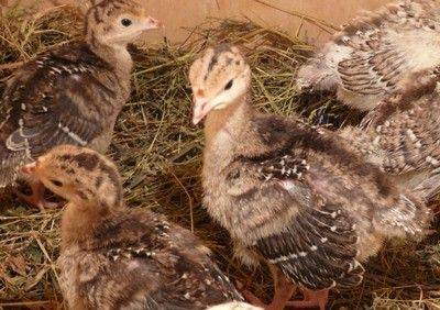 Breeding and growing turkeys at home for beginners 