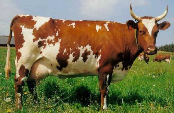 Breeding Ayrshire breed of cows