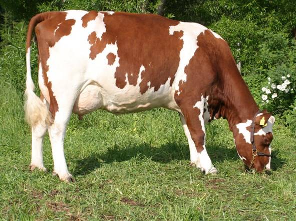 Breeding Ayrshire breed of cows