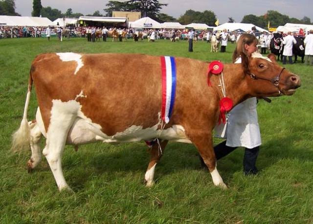 Breeding Ayrshire breed of cows